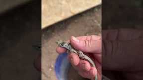 How to Make a Lizard Trap #reptile