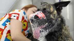 Grooming a Dutch Shepherd is Not For Beginners...