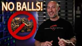 Top 5 Pet Pythons & Boas (That Aren’t Ball Pythons!)
