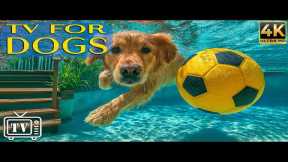 24/7 Dog TV 🎶 Anxiety Relief for Dogs While You're Away | Calming Music & All-Day Videos for Dogs