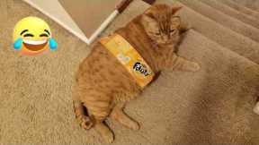 BEST Funny CAT Fails YOU NEED TO SEE in 2026 😂