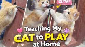 Teaching my cat to play at home|fun training session with my kitten 