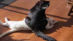 Cats Being Absolutely Bonkers