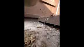 🐱 LIVE: Cat POV Adventure | #shorts #CatPOV #RealTime