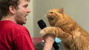 Hilarious Cats Being Total Mini Humans 😂 Funny Cat Videos