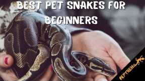 6 Best Snake Pets for Beginners: Easy to Take Care Of