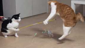 Cats Being Pure Chaos