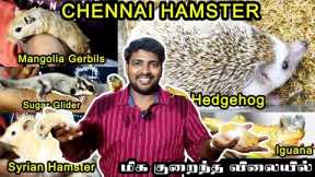 Beautiful Exotic Pets at Chennai Hamsters | Sugar Gliders | Iguana | Hamsters | Hedgehog | Parrots