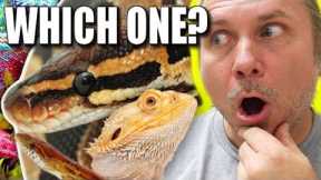 PET SNAKES AND REPTILES **MY THOUGHTS** | BRIAN BARCZYK
