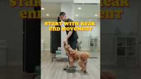 How to teach your dog to orbit #dogtricks