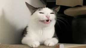 You Laugh, You Lose! 🤣 Funny Cat Videos 2026 😹 Part 134