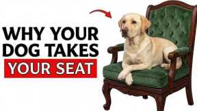 If Your Dog Takes Your Seat, It’s Not What You Think