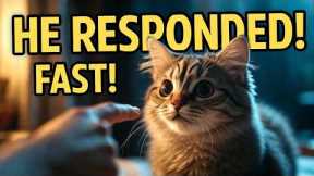 How To Train Your Cat To Respond To Its Name Fast