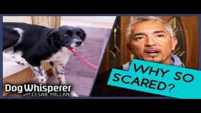 Dog Anxiety SOLVED! | Cesar Millan’s Best Tips