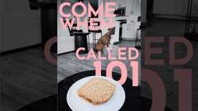 How to teach a dog to come when called like a pro!  #dogtraining #puppytraining