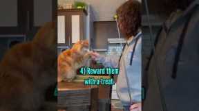 How to teach your cat the High-Five.