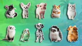 Pets and Exotic Pets 🐰 Vocabulary For Kids