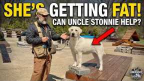 My Dog Doesn't Mind and It's Getting Fat | Can Uncle Stonnie Help?