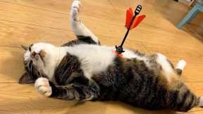 When Your Cat Deserves an Oscar for Best Comedian 🏆😂 Funny Cat Videos