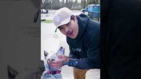 Rescue Dog Training: Day 2 of Teaching My Dog to Skateboard