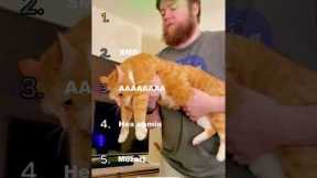 Best cat moments Part 2! #funnymoments #funny #funnyanimals #funnycats #cats