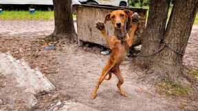 Emaciated Dog Tied to a Tree Stretches Out Its Paws, Pleading for Help!