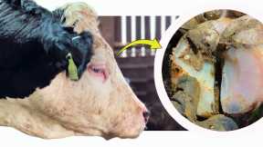 Restoring A Bubbling Hoof For The Bull!