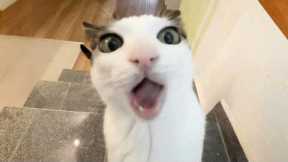 You Laugh, You Lose! 🤣 Funny Cat Videos 2026 😹 Part 137