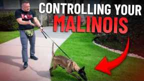 How to Stop Leash Pulling FAST With A High Drive Dog!