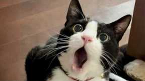 You Laugh, You Lose! 🤣 Funny Cat Videos 2026 😹 Part 131