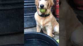 Golden Retriever Puppy Training Tips and Tricks #subscribe #retriever #dog #shorts