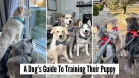 A Dog's Guide To Training Their Puppy