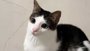 You Laugh, You Lose! 🤣 Funny Cat Videos 2026 😹 Part 129