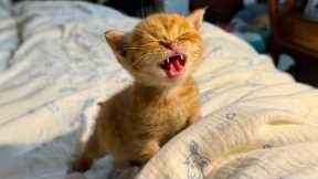 The Most DRAMATIC Kittens Ever! 😂 Funny Cat Videos 2025