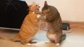 You Laugh, You Lose! 🤣 Funny Cat Videos 2026 😹 Part 135