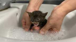 First time bathing a kitten