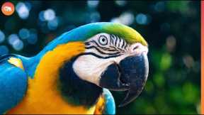 Pros And Cons Of Adopting Exotic Pets