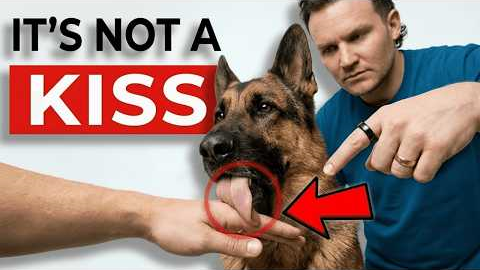 The Real Reason Your Dog Licks You (It's NOT What You Think!)