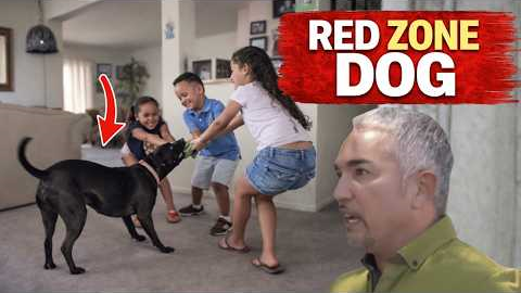 This ‘Aggressive’ Dog Changed Instantly… But Not Because of Training | Cesar 911