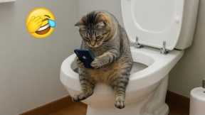 You Laugh, You Lose! 🤣 Funny Cat Videos 2026 😹 Part 140