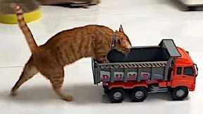 Funny cats with 4% braincell