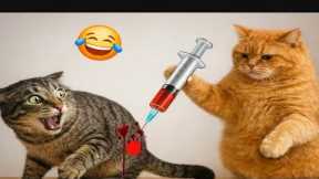 Funny Cat Videos That Will Brighten Your Mood Fast 😂 #funny #cat #catvideos 