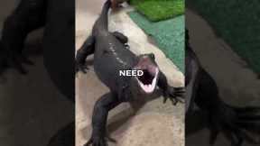 Would a Monitor Lizard Make a Good Pet? | Pets Rated 🤔 #monitorlizard #animalreview #thepetscale