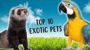 Exotic Pet Favorites: The Top 10 Most Popular Picks Unveiled!