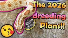 Pairing our Hognoses, Bullsnakes, Kingsnakes, and other Snakes!