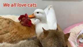 So funny! The duck caught the hen and the cat having an affair, and the rooster was very angry!
