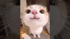 Funny cats #cat #funny #cats #reels #pets #catvideos #funnycats #kitten