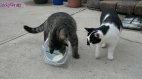 Cats For Cats To Watch HD ➙ EPIC 3 HOURS! Cat Videos * Cats Playing * Entertainment For Cats