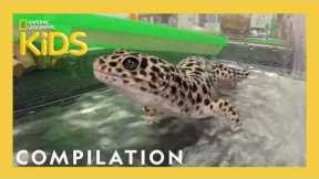 Wild Pets at the Vet | Reptiles, Birds, Farm Animals & MORE | Nat Geo Kids Compilation | @natgeokids