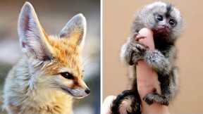 Top 10 Exotic Pets you can Own